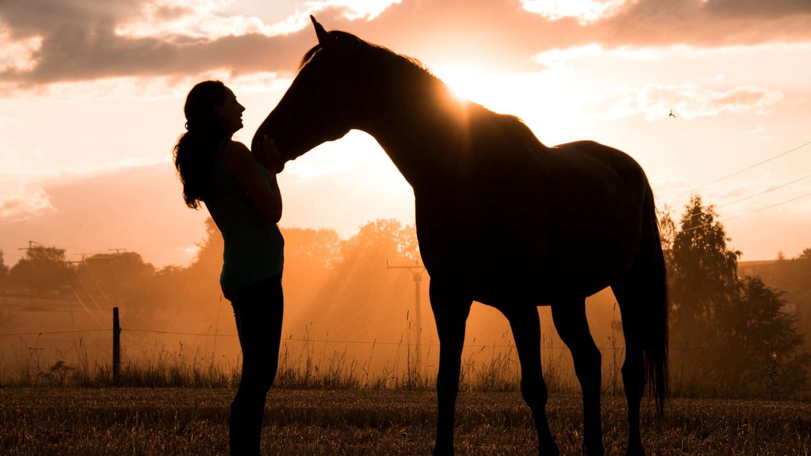 Les erreurs à éviter dans le choix de la litière pour votre cheval
