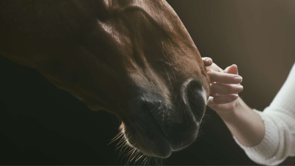 Les erreurs à éviter dans le choix de la litière pour cheval